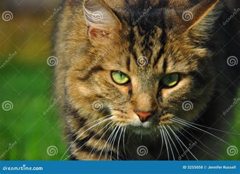 Cat Hunting Royalty Free Stock Photos - Image: 3255058