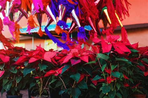 Christmas Plant or Red Poinsettia Flower in a Traditional Christmas Market in Mexico Stock Photo ...