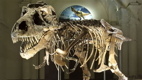 5 Most Impressive Dinosaur Fossils Ever Found - Catawiki