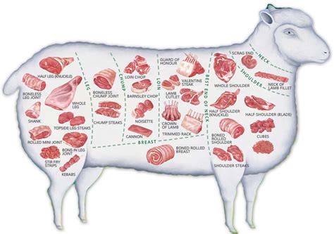 Lamb cuts | Meat cuts, Meat cuts chart, Types of meat