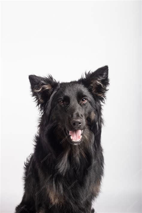 Premium Photo | Adorable portrait of Border Collie mix black color ...