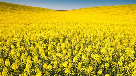 "Transfer engineering" eliminates toxins from edible part of rapeseed plant