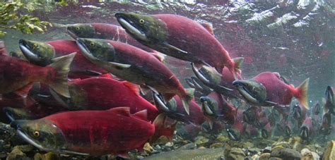 Why Protect Salmon - Wild Salmon Center