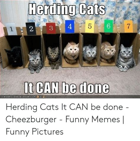 Herding Cats Meme Gif - Cats Family