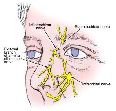 Visual Anatomy 視覚解剖学