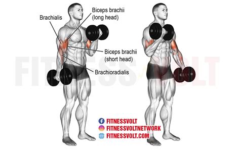 Dumbbell Curls: Build Strong Biceps with Effective Tips! – Fitness Volt