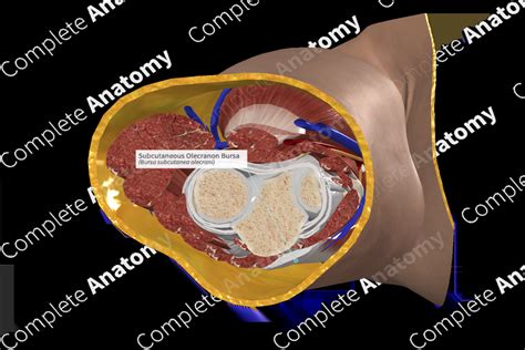 Subcutaneous Olecranon Bursa | Complete Anatomy