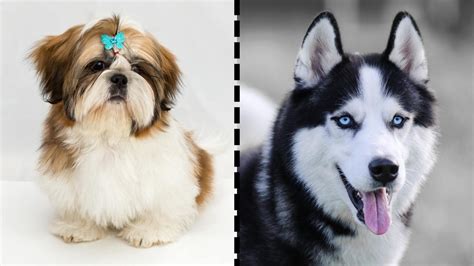 Shih Tzu Husky Mix (AKA The Shih Tzusky): Breed Profile