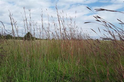 Big Bluestem | Oklahoma State University