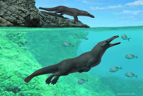 Ancient Whale with Four Legs Found Along the Coast of Peru | Ancient ...