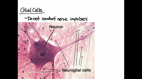 Nervous Tissue Overview - YouTube