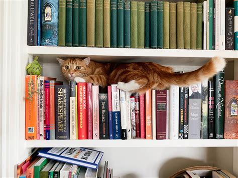 Bookshelf cat – Nine Feet Tall