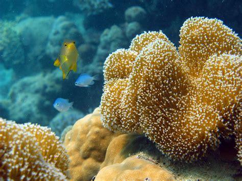 Free Stock image of Coral growing on an underwater reef ...