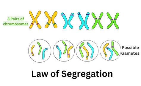 Mendel's Law Of Segregation BIOL 1001, 60% OFF