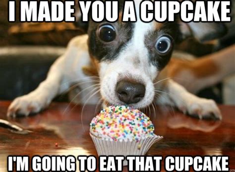 I love you more than cupcakes - Cupcake puppy - quickmeme