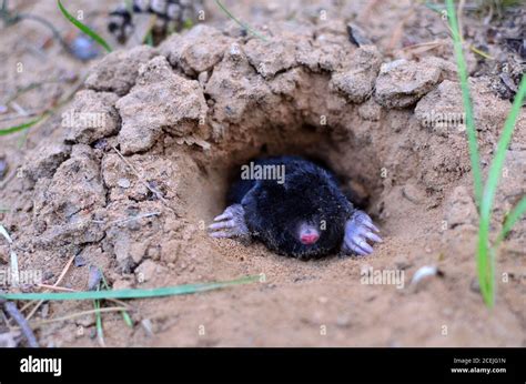 Mole tunnels hi-res stock photography and images - Alamy