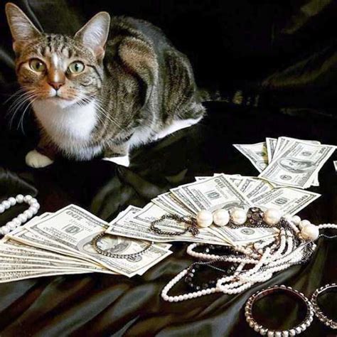 Cats Who Are Richer Than You Can Imagine | KLYKER.COM