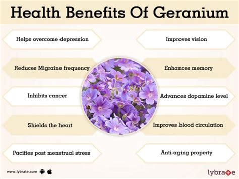 Benefits of Geranium Oil And Its Side Effects | Lybrate