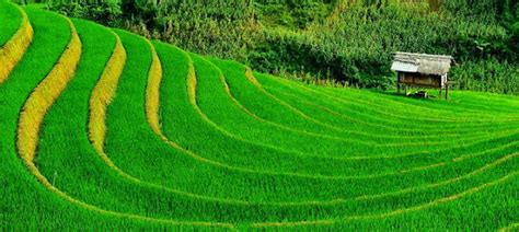 Beautiful Terraced Fields in Vietnam | Vietnam Information - Discover ...