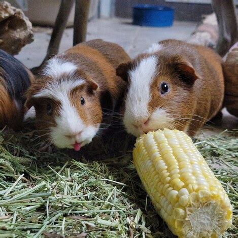 Guinea Pigs - Animal Wonders Inc.