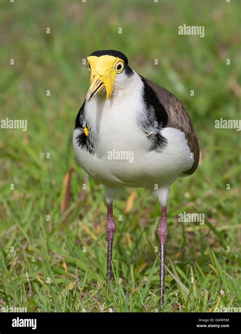 an australian plover sitting in the grass Masked Lapwing (Vanellus miles Stock Photo - Alamy