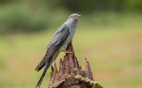 Common Cuckoo | Audubon Field Guide