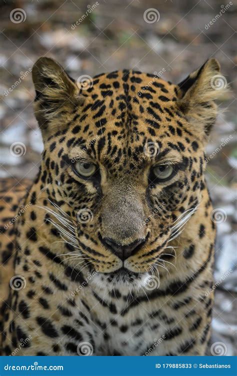 Leopard Portrait - Close Up on Leopard Face Stock Image - Image of ...