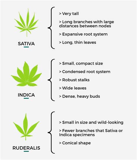 Cannabis Types ⚡️ Effects, and Crop Characteristics