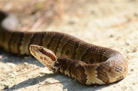 Royalty Free Cottonmouth Water Moccasin Snake Pictures, Images and Stock Photos - iStock