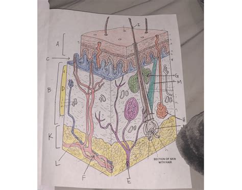 skin structure anatomy Quiz