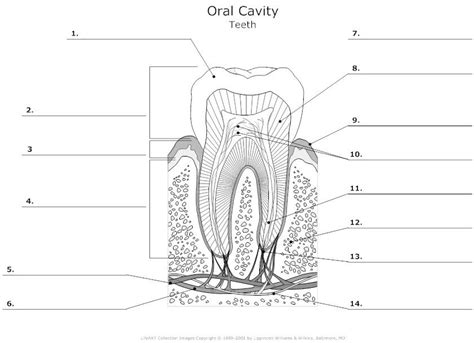 Tooth Anatomy Diagram Unlabeled