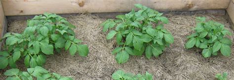 Spacing Vegetable Plants in Garden Beds - Abundant Mini Gardens