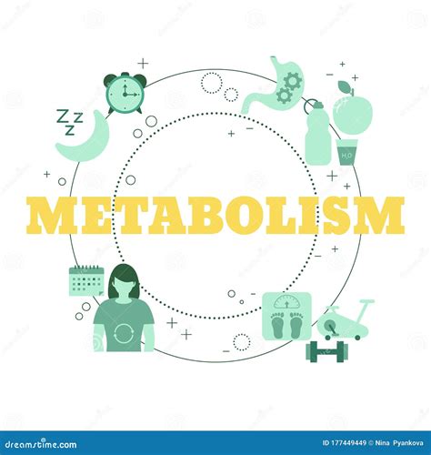 Metabolism Concept Vector Illustration Diagram,biochemical Body Cycle ...