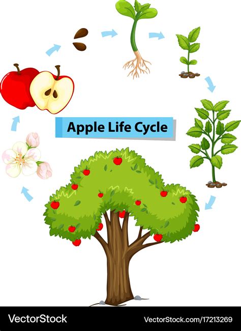 Diagram showing life cycle of apple Royalty Free Vector