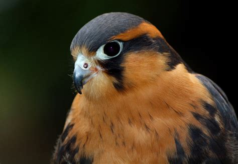 Aplomado Falcon | Audubon Field Guide