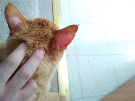 Help with indoor cat losing hair only on ears! : AskVet
