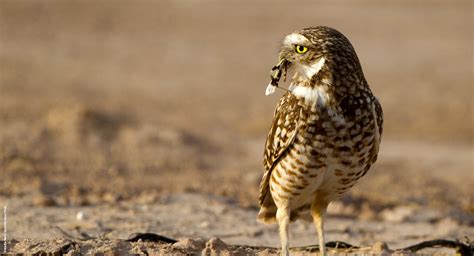 Burrowing Owl Conservation Network ǀ Saving Burrowing Owls and Habitat