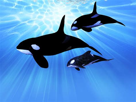 What is an Orca? | Pitara Kids Network