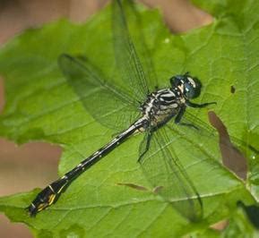 Insects - Biome- Freshwater