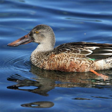 Hawaiʻi Birding Trails | northern shoveler