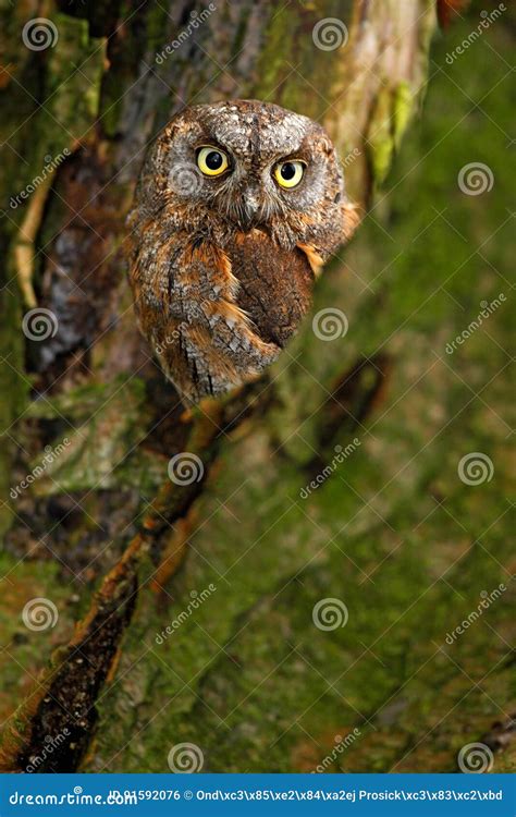 Owl Nest in the Tree. Common Scops Owl, Otus Scops, Little Owl in the Nature Habitat, Sitting on ...