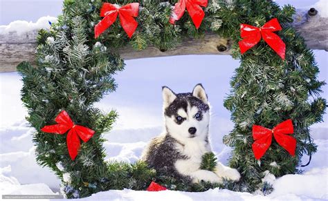 🔥 [40+] Christmas Husky Wallpapers | WallpaperSafari