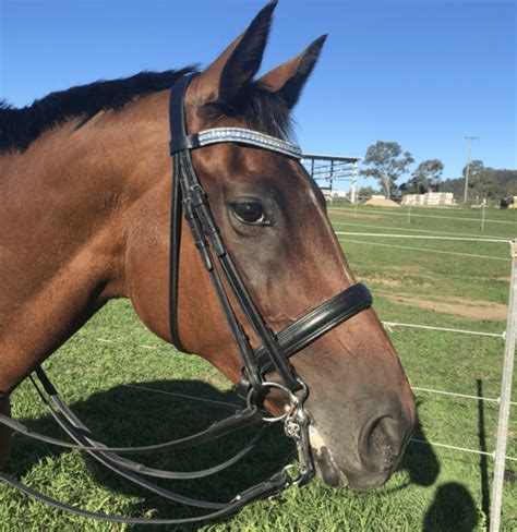 Dressage Tips: How to Use a Double Bridle for Beginners - Horse Rookie