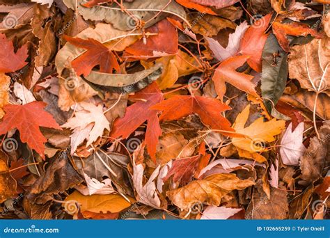 Orange and Brown Bright Fall Colored Leaves during Autumn. Stock Image - Image of outdoor ...