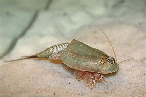 Triops in Aquarium: Care, Diet, and Breeding - Shrimp and Snail Breeder