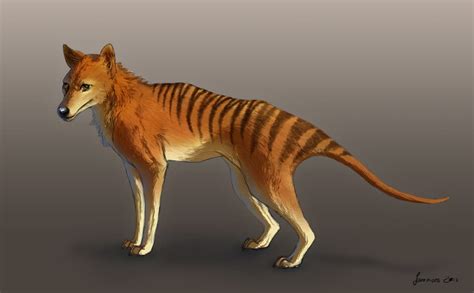 Tasmanian Tiger Information For Kids | Kids Matttroy