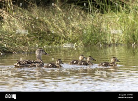 Gadwall ducklings hi-res stock photography and images - Alamy