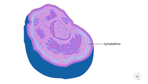 Animal Cell With Cytoskeleton - Unit 1 Section 3 Cells : There are ...