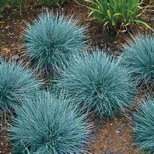 Festuca glauca (Blue Fescue) - True Green Nursery