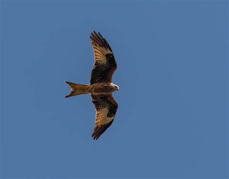 Red Kite Flying in Clear Sky · Free Stock Photo